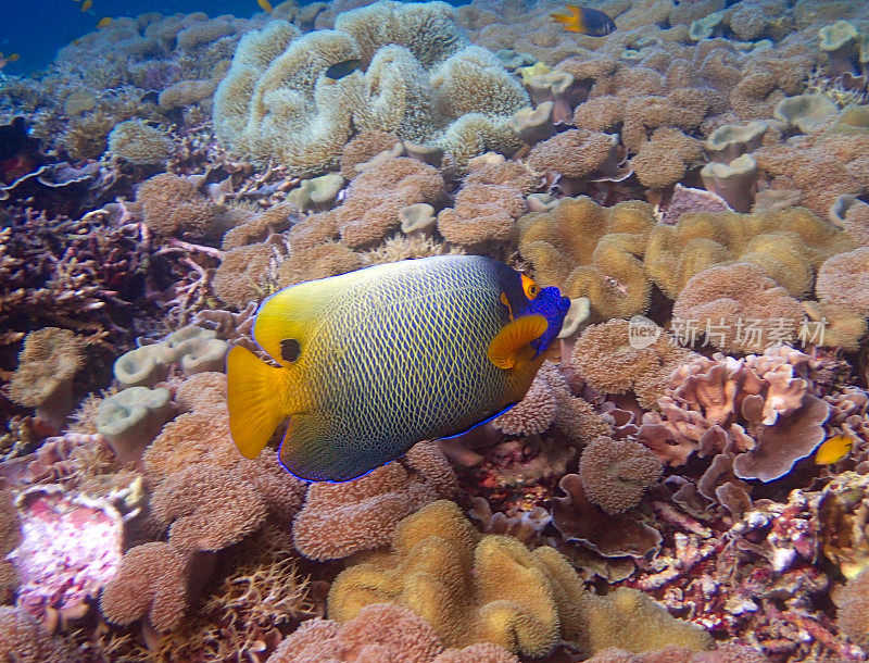 蓝脸神仙鱼(Pomacanthus xanthometopon)在珊瑚间游动